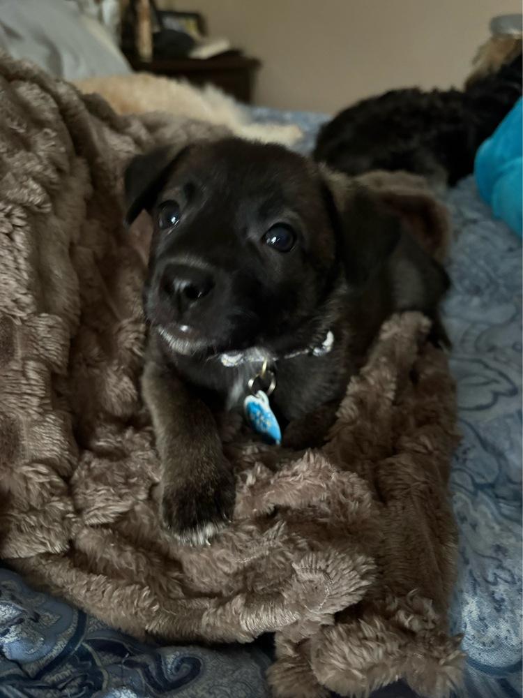 Grizzly, Adoptable, Puppy Female Husky & Border Collie.