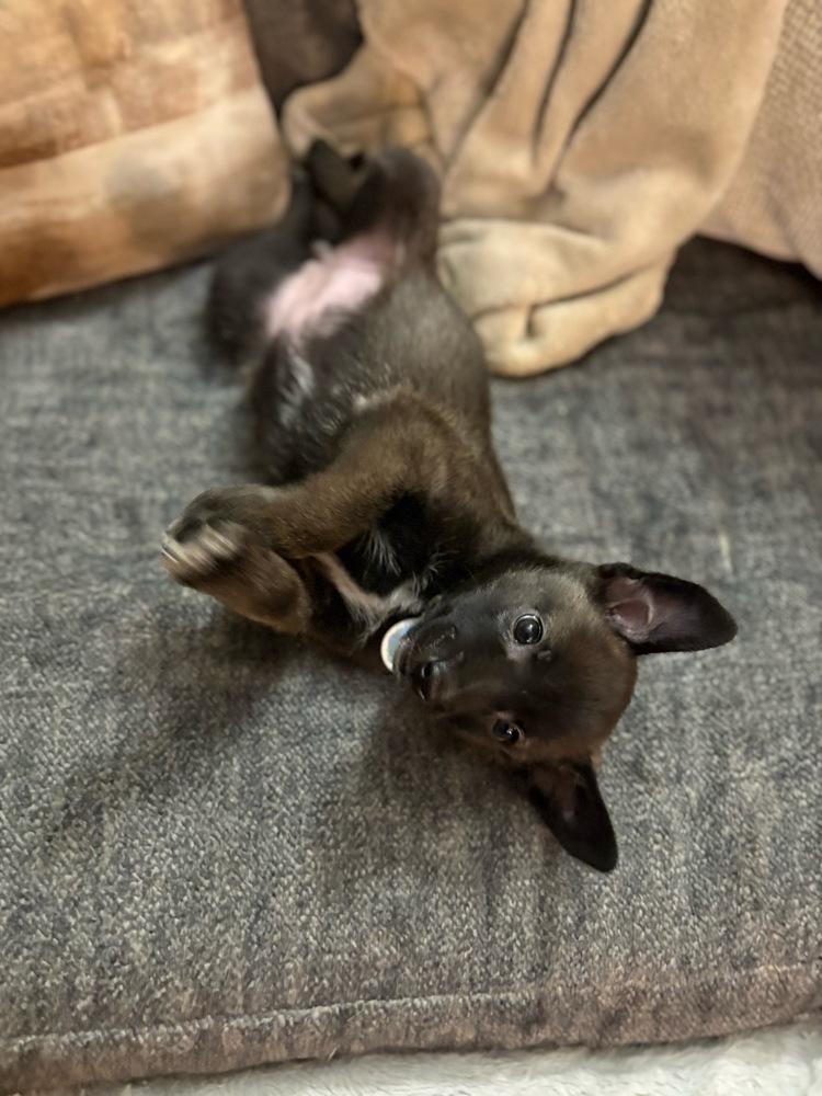 Enlarge Grizzly, a Adoptable mixed breed in Amherst, NY image 3/5