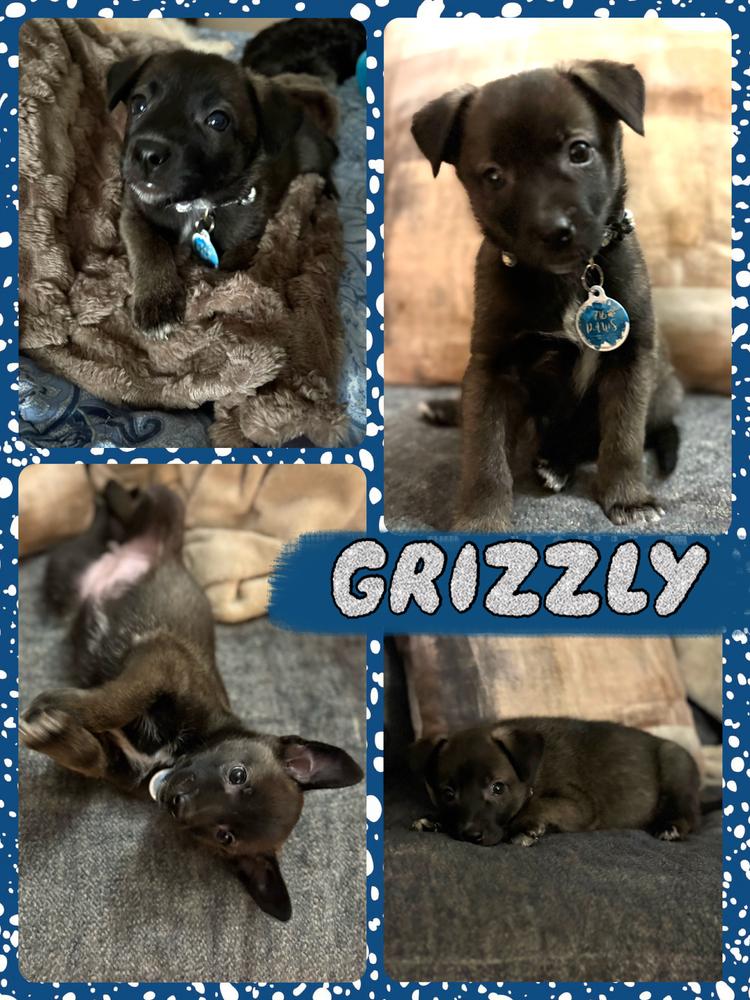 Enlarge Grizzly, a Adoptable mixed breed in Amherst, NY image 5/5