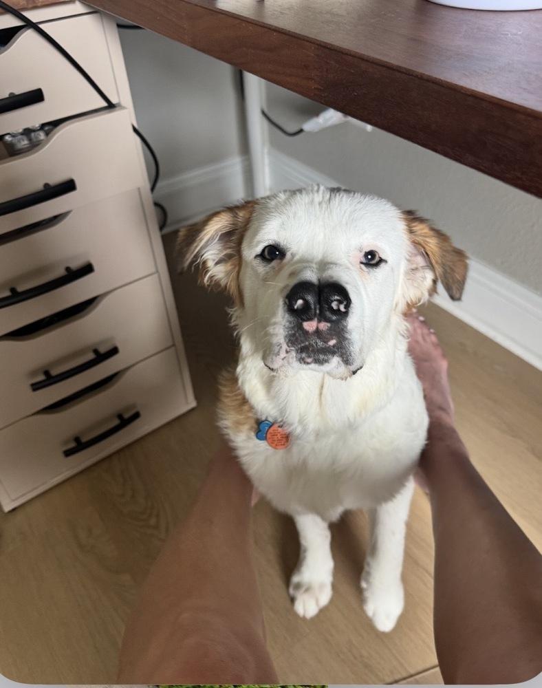 Boscoe, a Adoptable mixed breed in Orlando, FL image 1/6
