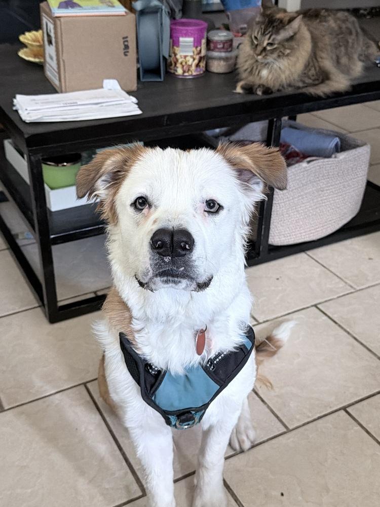 Boscoe, a Adoptable mixed breed in Orlando, FL image 2/6