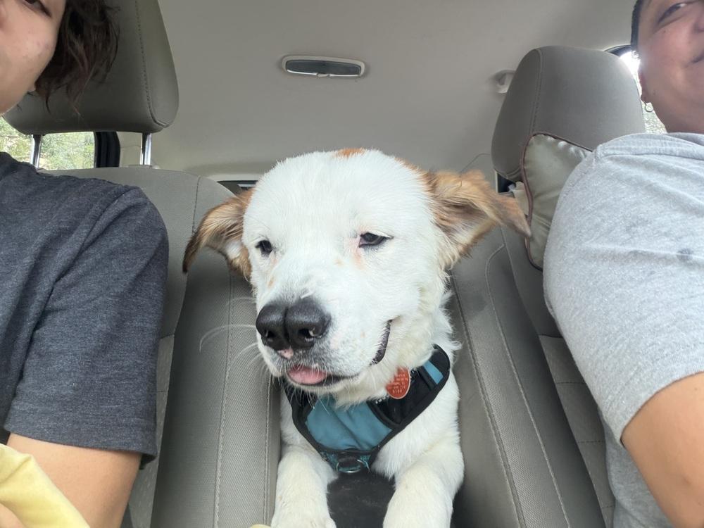 Boscoe, a Adoptable mixed breed in Orlando, FL image 3/6