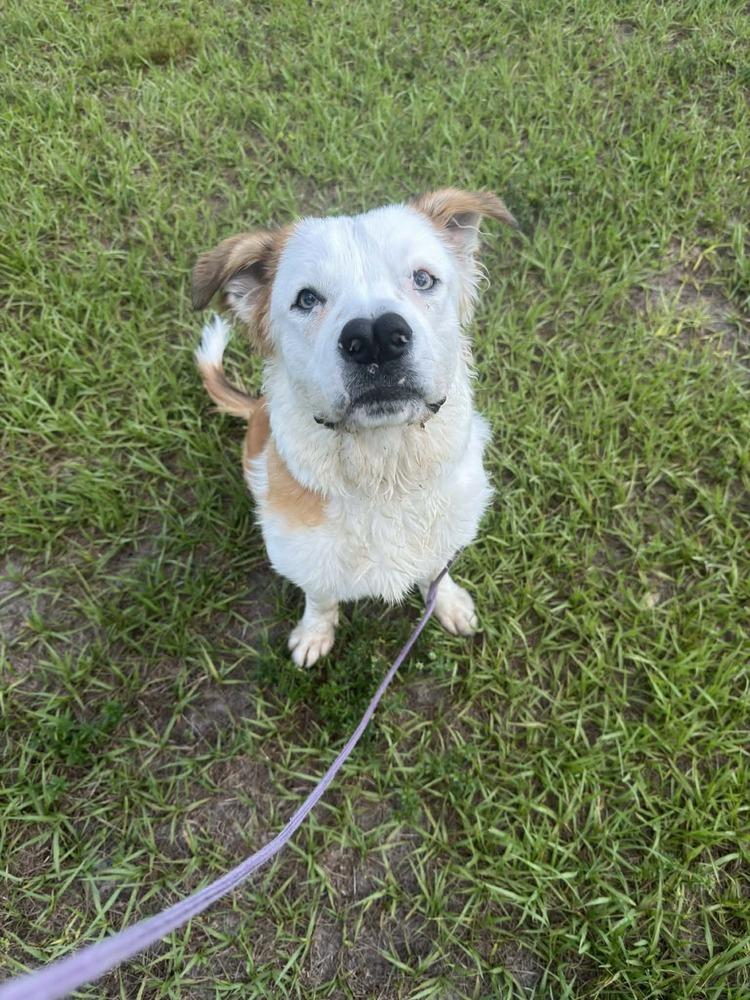 Boscoe, a Adoptable mixed breed in Orlando, FL image 4/6