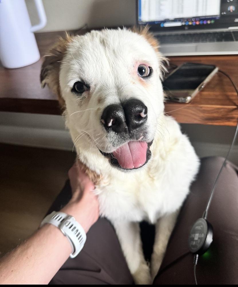 Boscoe, a Adoptable mixed breed in Orlando, FL image 5/6