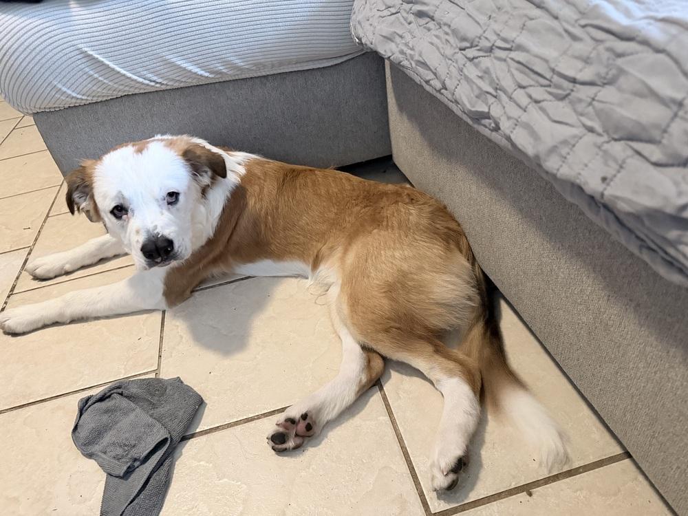 Boscoe, a Adoptable mixed breed in Orlando, FL image 6/6