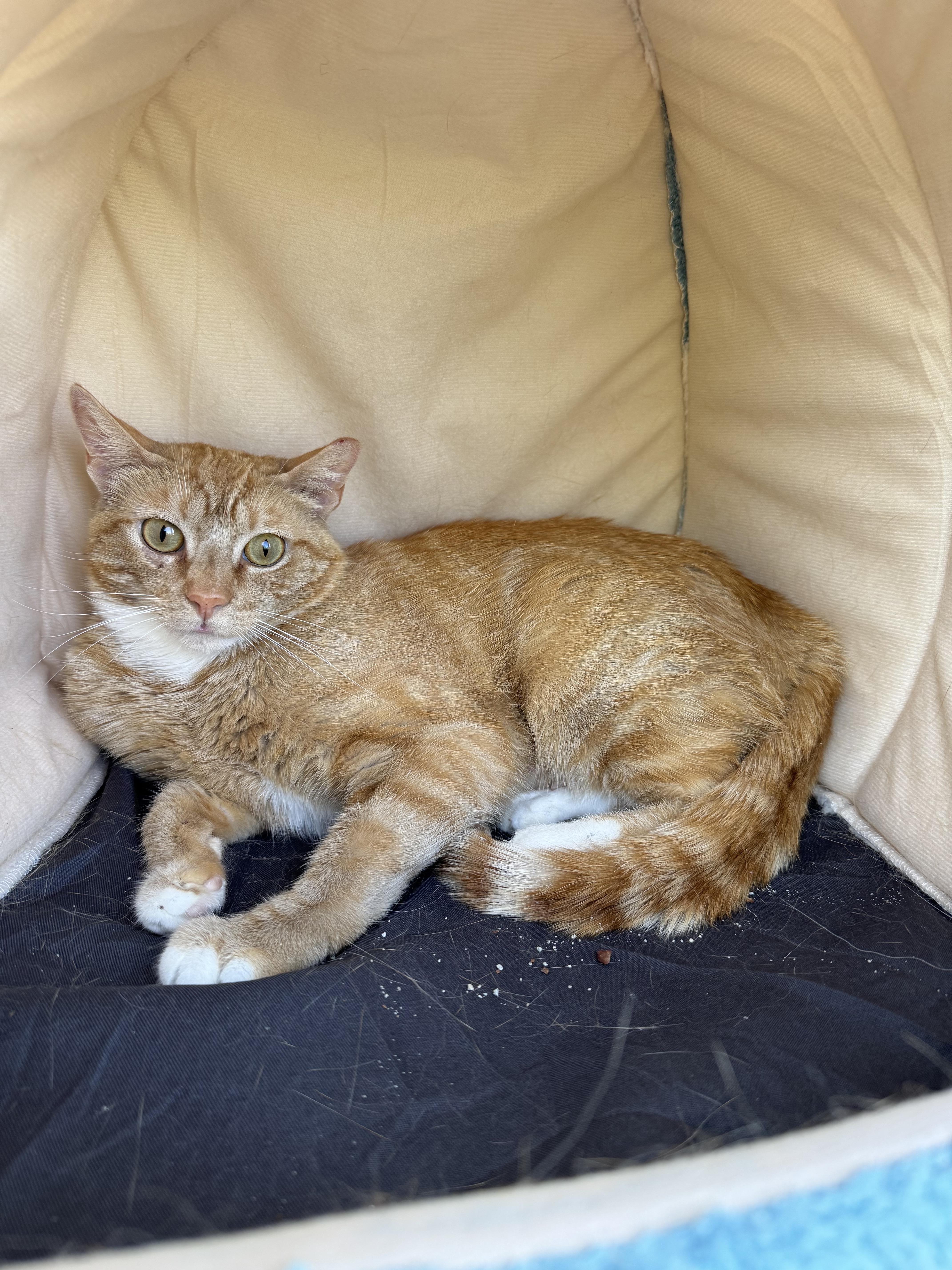 Harper, an adoptable Domestic Short Hair in Reno, NV, 89508 | Photo Image 1