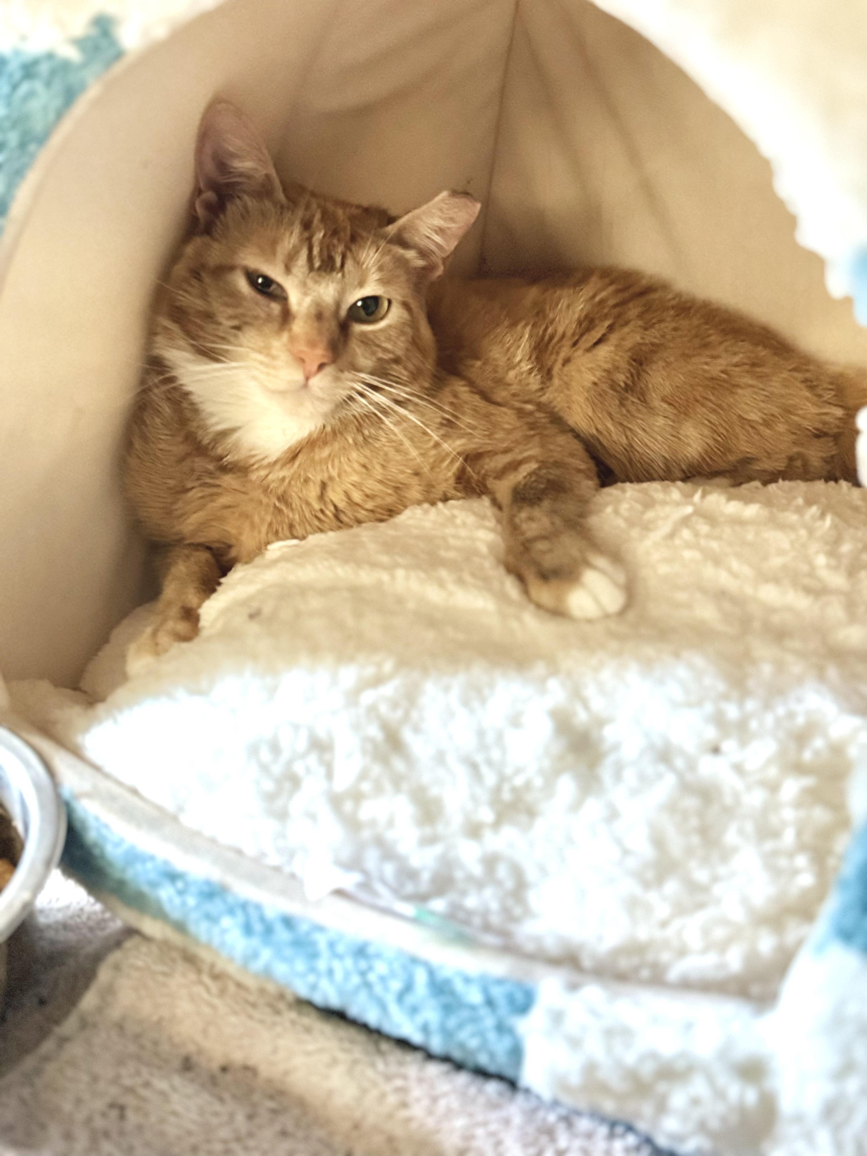 Harper, an adoptable Domestic Short Hair in Reno, NV, 89508 | Photo Image 2