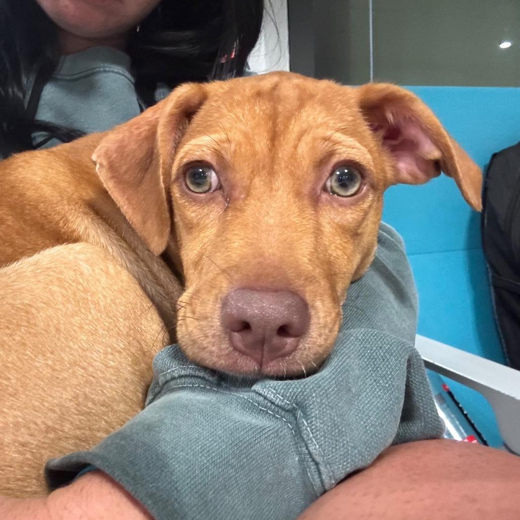 Kira, Adoptable, Puppy Female Labrador Retriever & Mixed Breed.