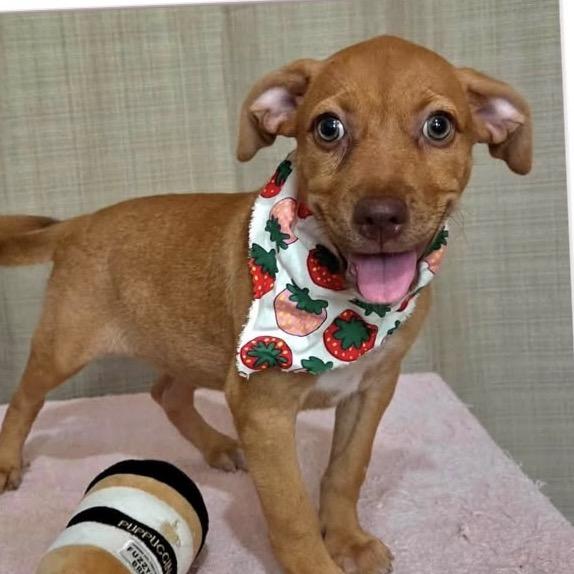 Enlarge Kira, a Adoptable mixed breed in Lake Hopatcong, NJ image 2/3