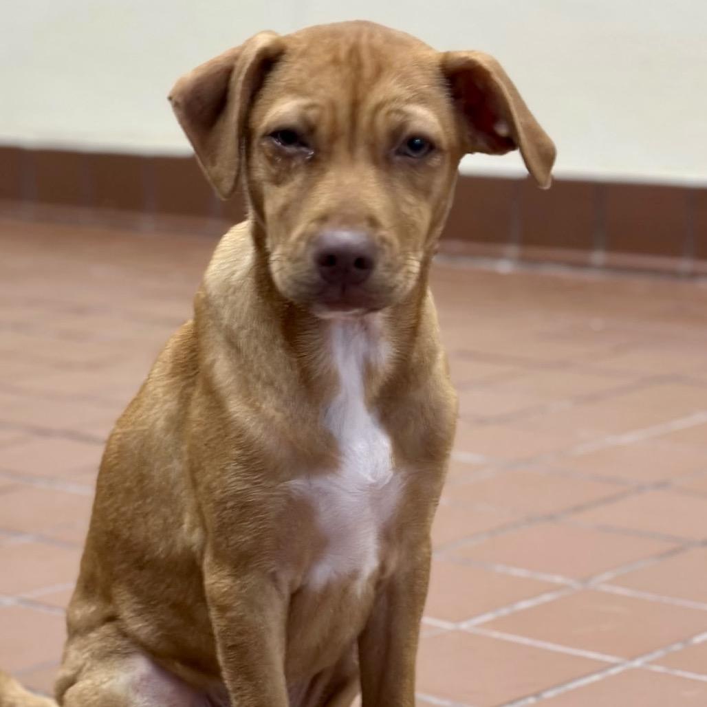 Enlarge Kira, a Adoptable mixed breed in Lake Hopatcong, NJ image 3/3