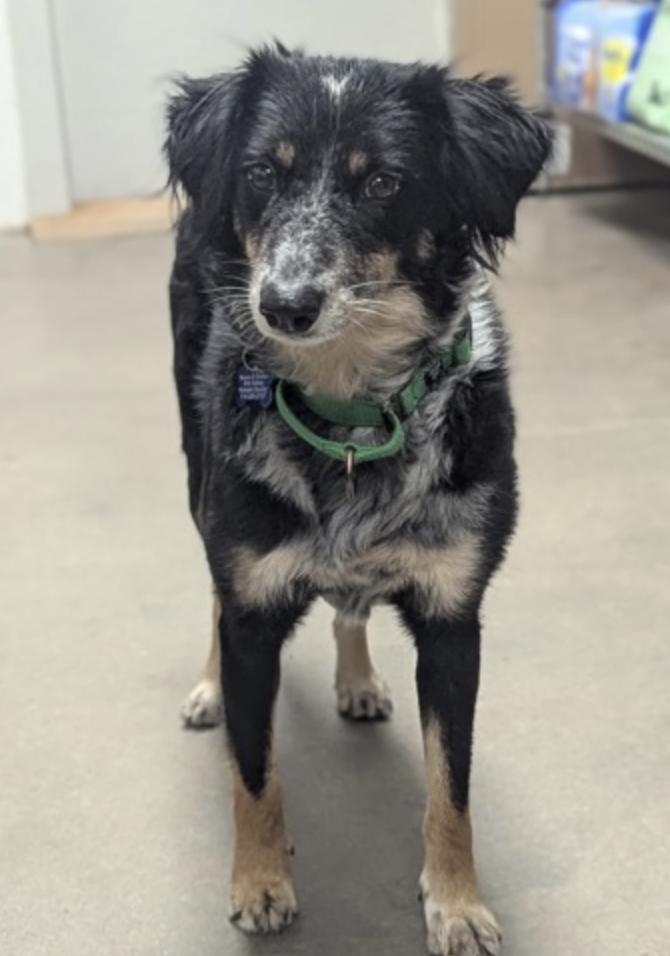 Enlarge Fiona, a Adopted mixed breed in Buena Vista, CO image 2/3