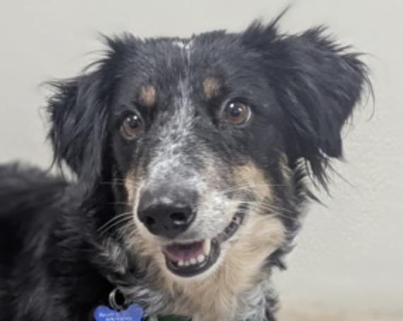 Fiona, Adopted, Adult Female Border Collie.