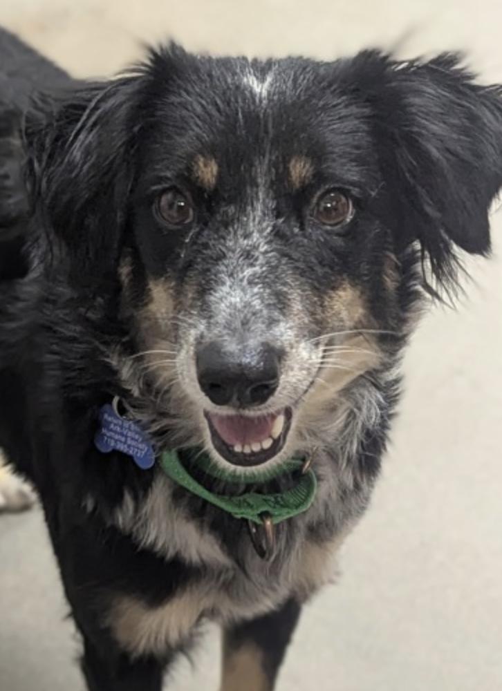 Enlarge Fiona, a Adopted mixed breed in Buena Vista, CO image 3/3