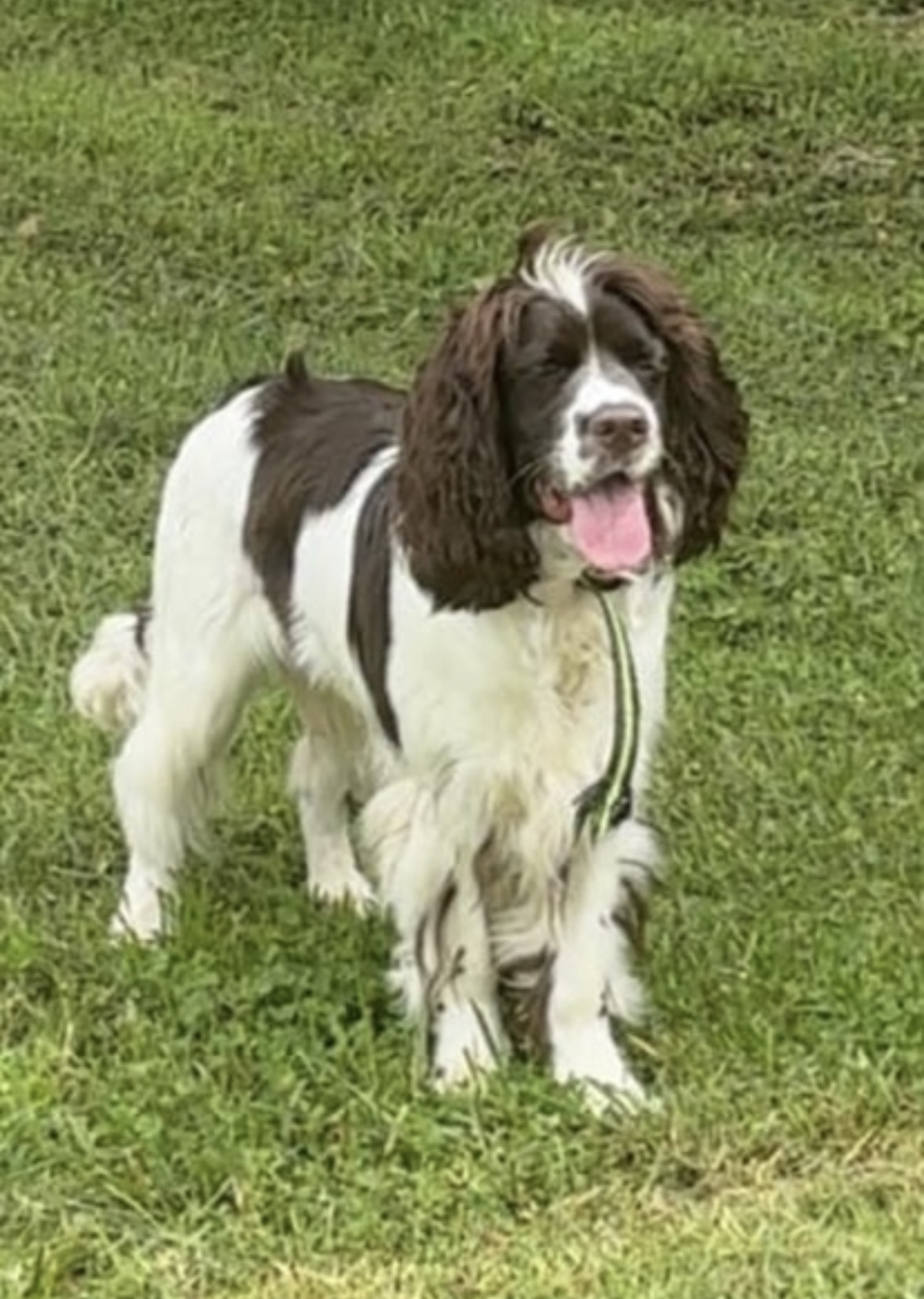 Denver, an adoptable English Springer Spaniel in Rock Hill, SC image 1/2