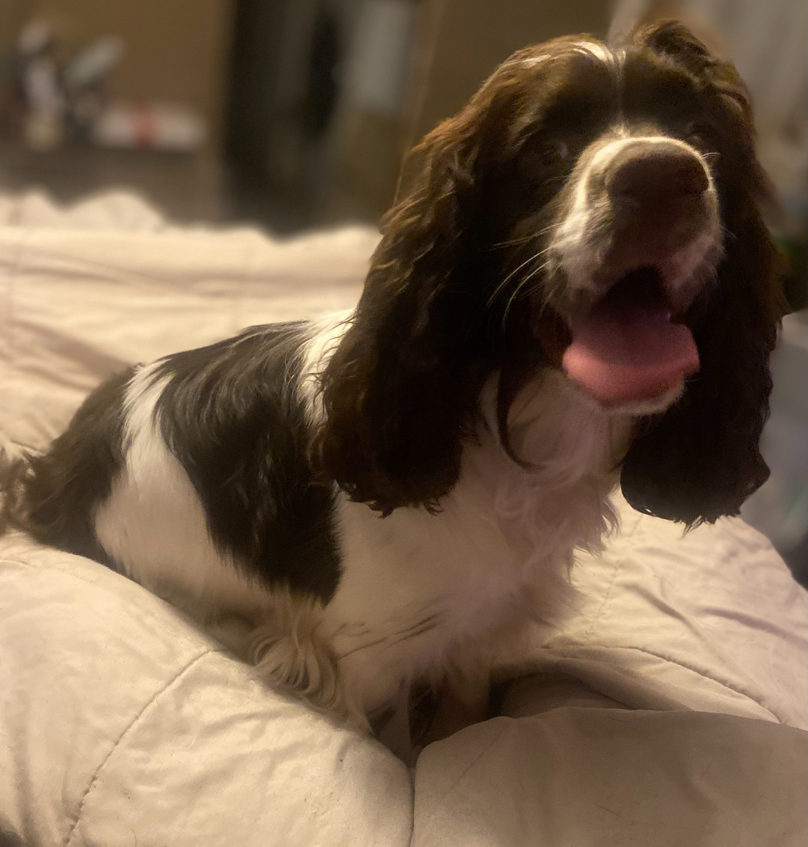 Denver, an adoptable English Springer Spaniel in Rock Hill, SC image 2/2