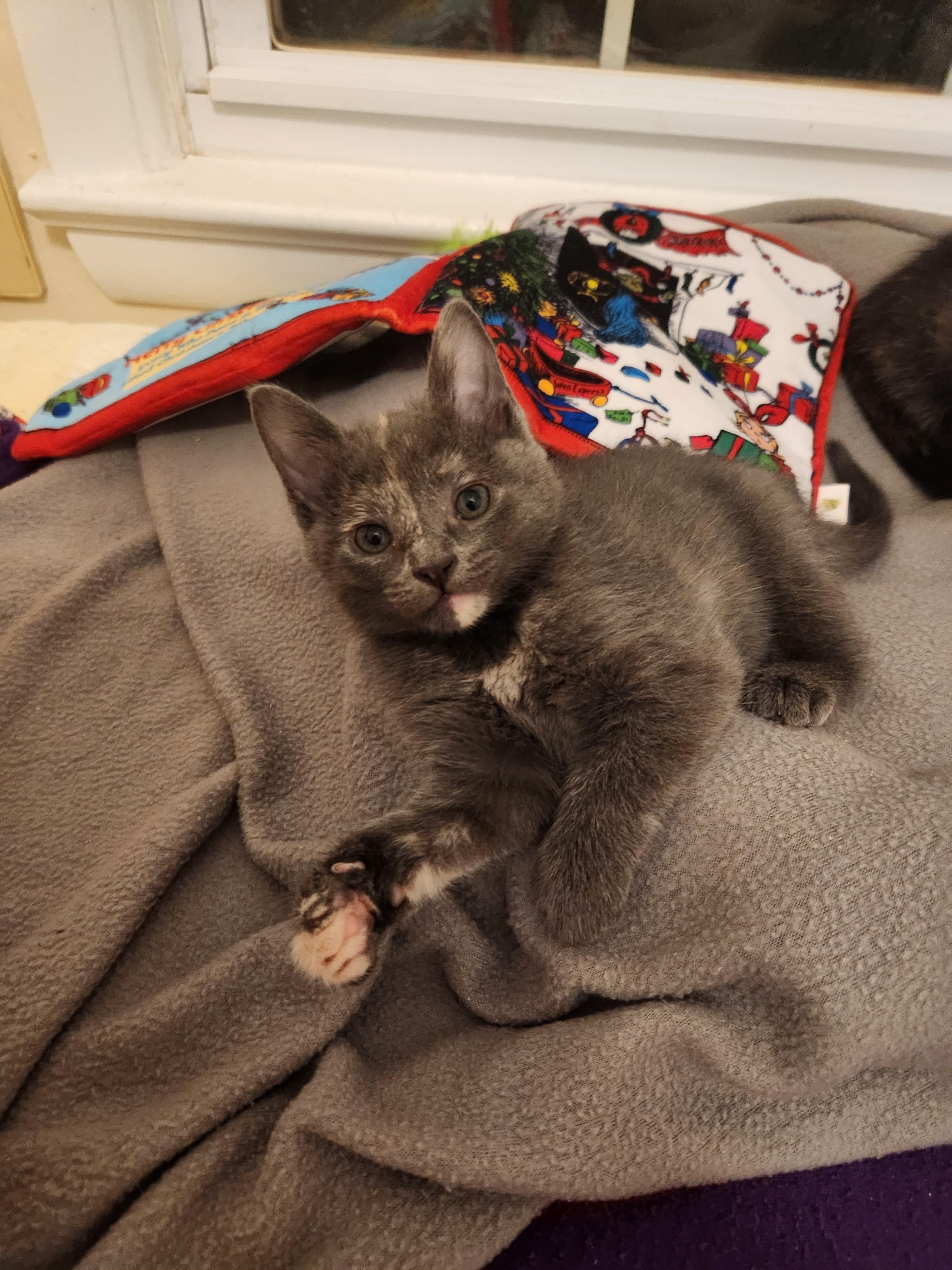 Coming Soon-Prosecco-Tortie Sweetheart, a Adoptable Torbie in Laurel, MD image 3/4