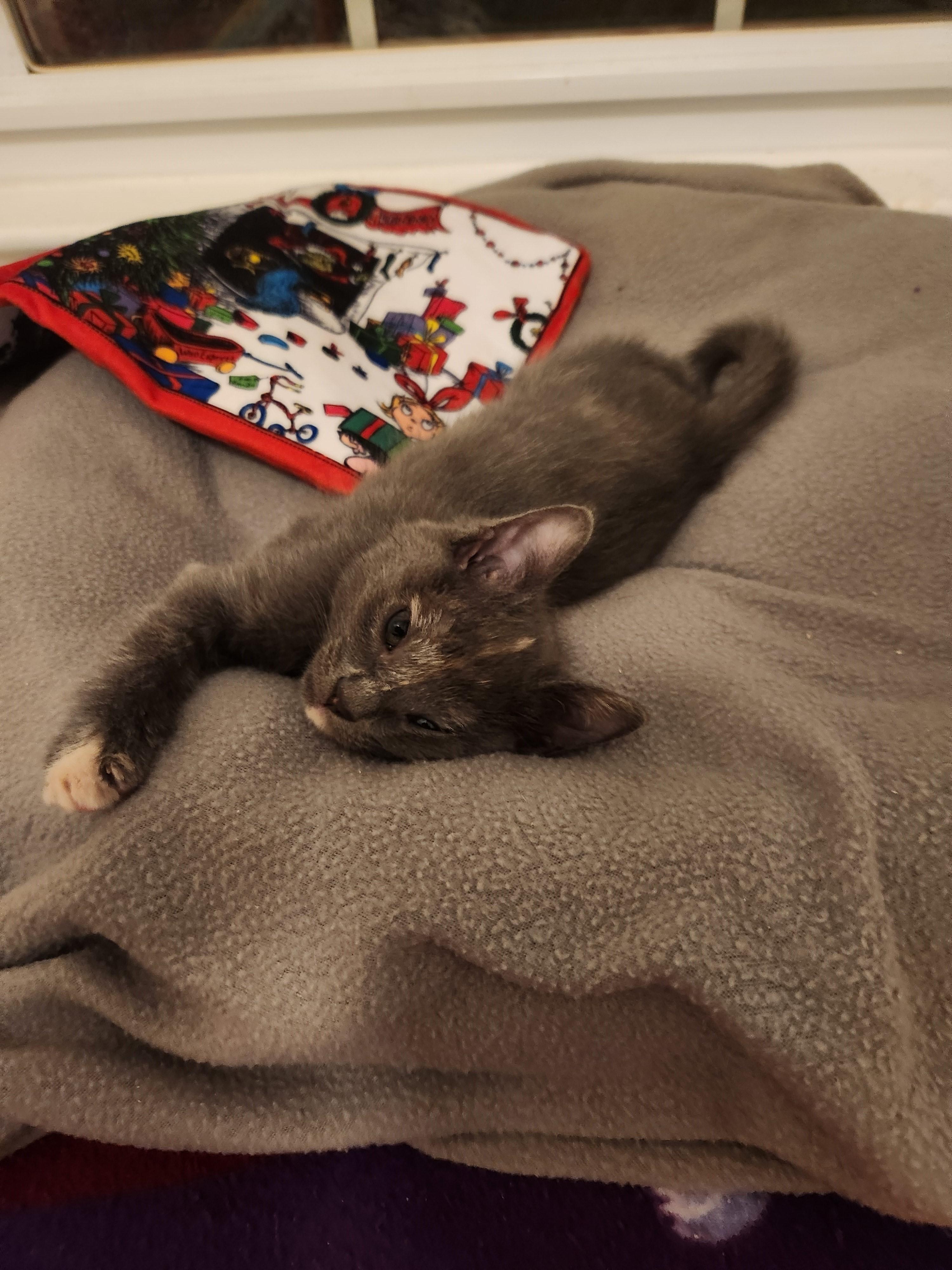 Coming Soon-Prosecco-Tortie Sweetheart, a Adoptable Torbie in Laurel, MD image 2/4
