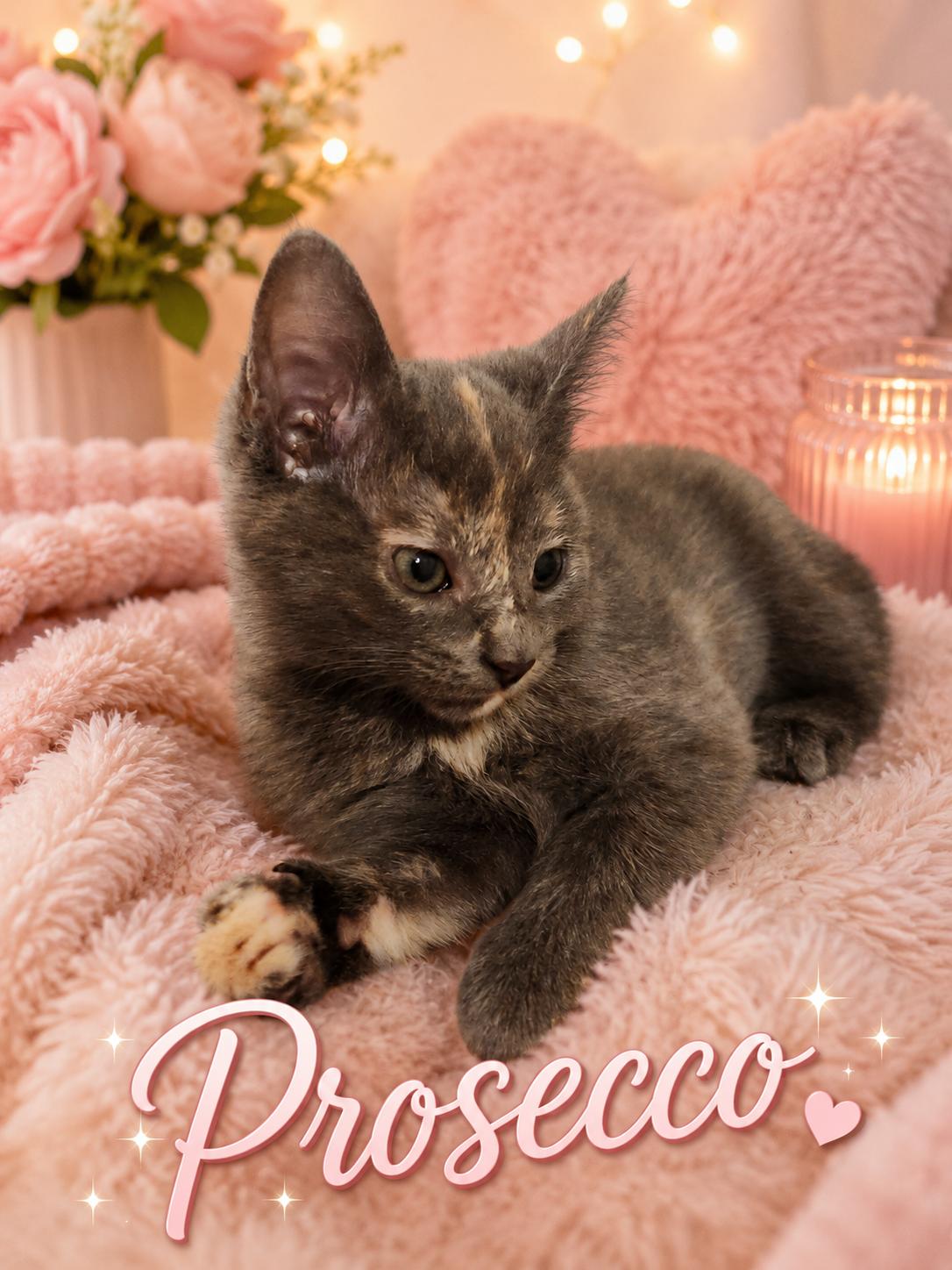Coming Soon-Prosecco-Tortie Sweetheart, a Adoptable Torbie in Laurel, MD image 1/4