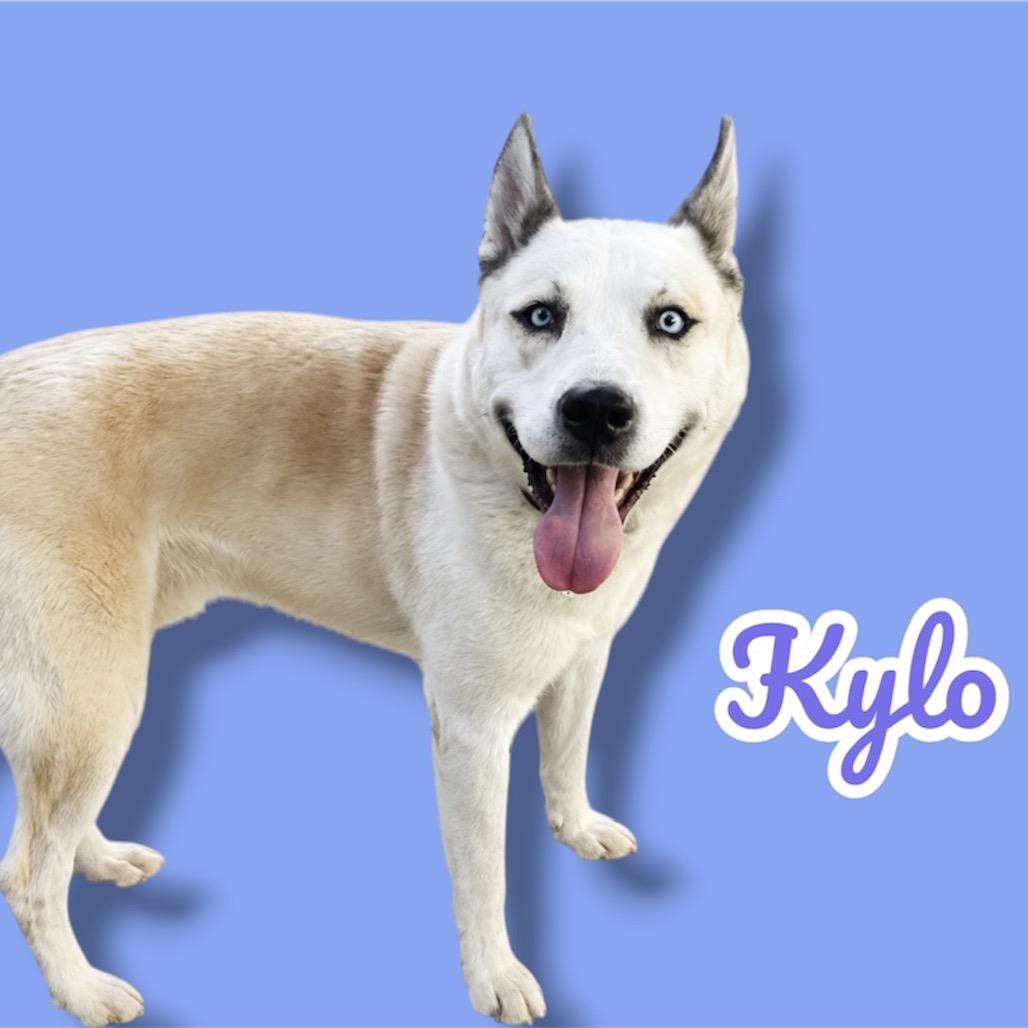 Enlarge Kylo, a Adoptable mixed breed in Scottsdale, AZ image 1/1
