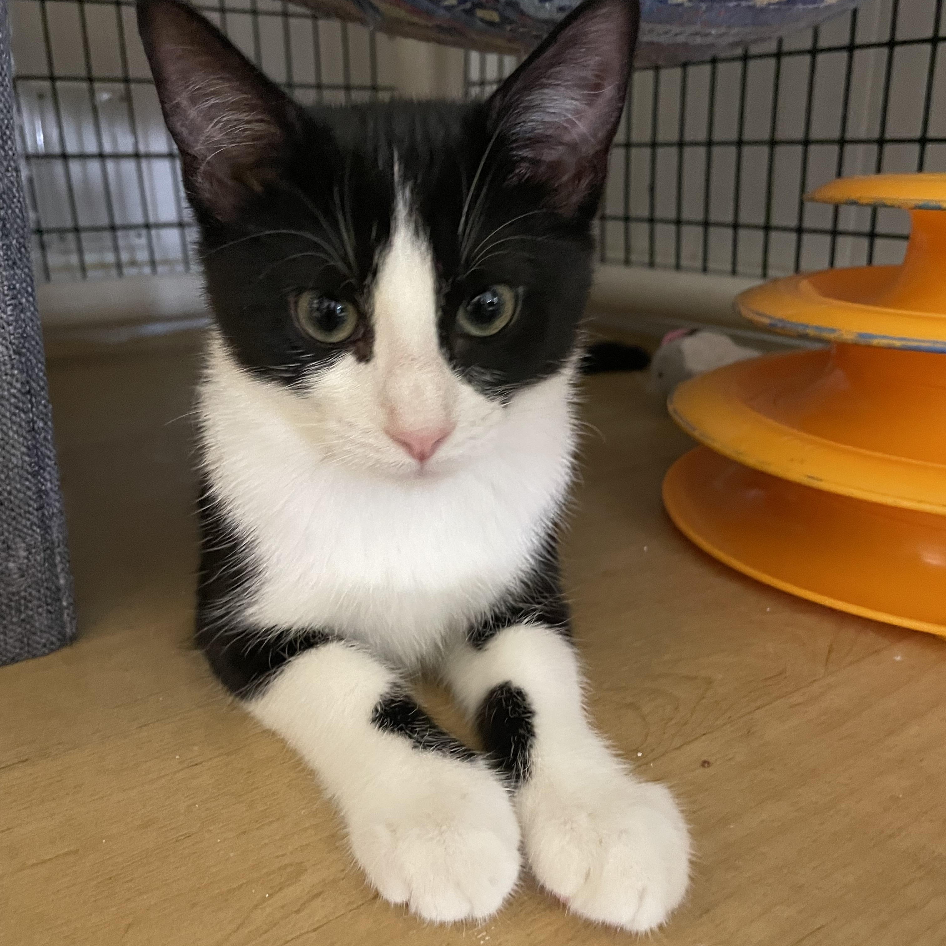 Bangle, Baby Female unknown