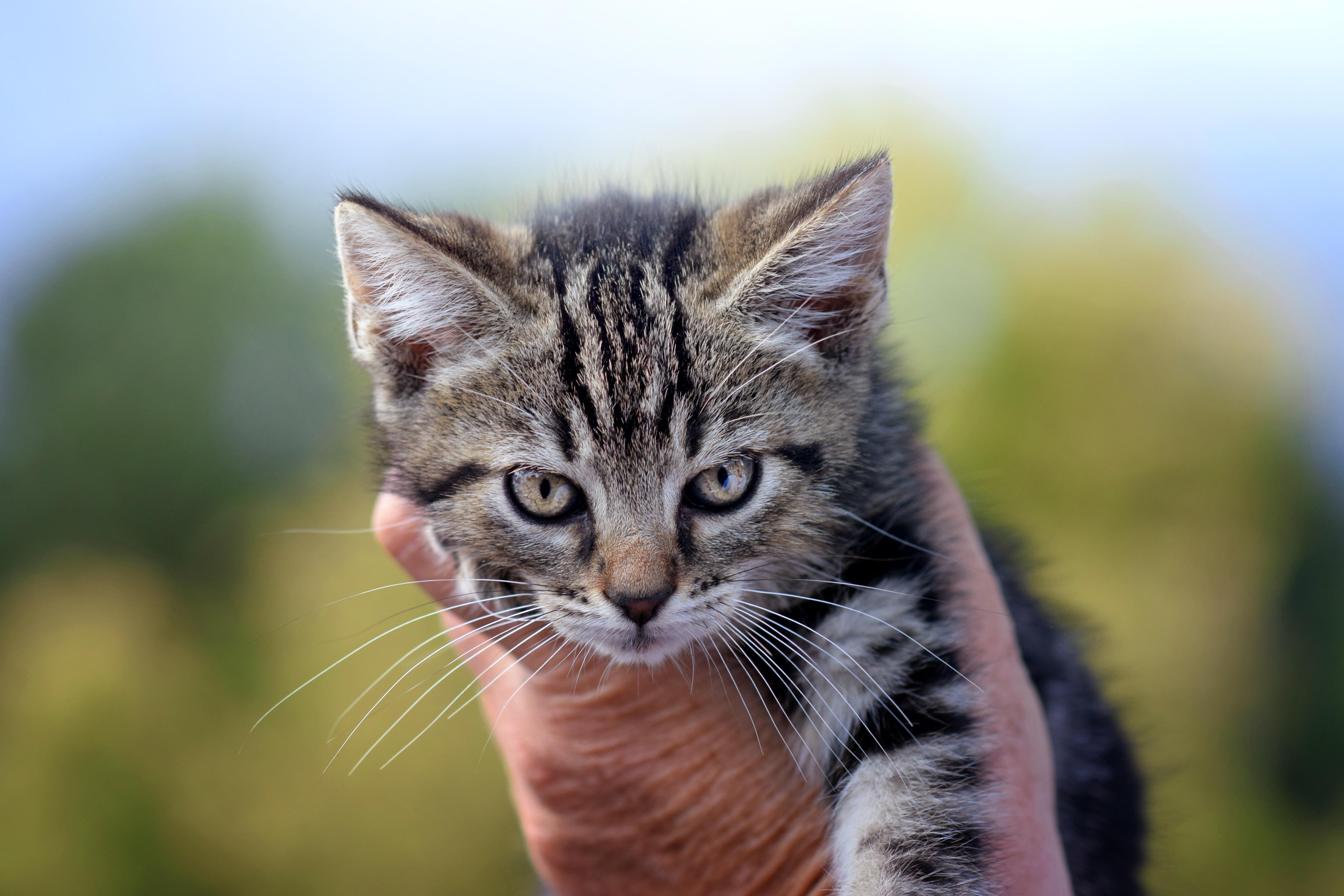 Enlarge Lillith, a Adoptable mixed breed in Monticello, MN image 2/2