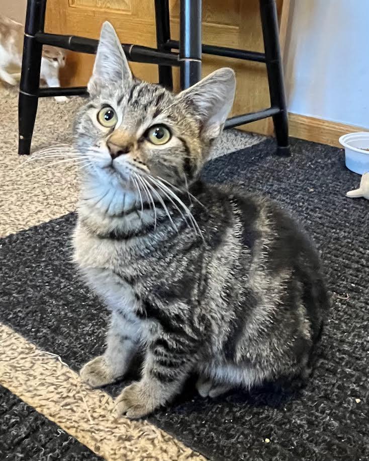 Enlarge Lillith, a Adoptable mixed breed in Monticello, MN image 1/2