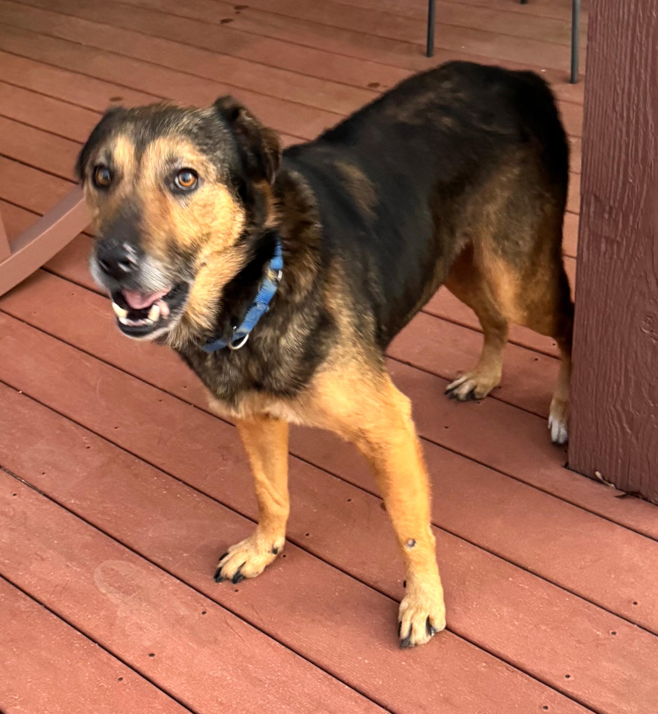 Enlarge Stanley, a Adoptable mixed breed in Kerrville, TX image 1/1