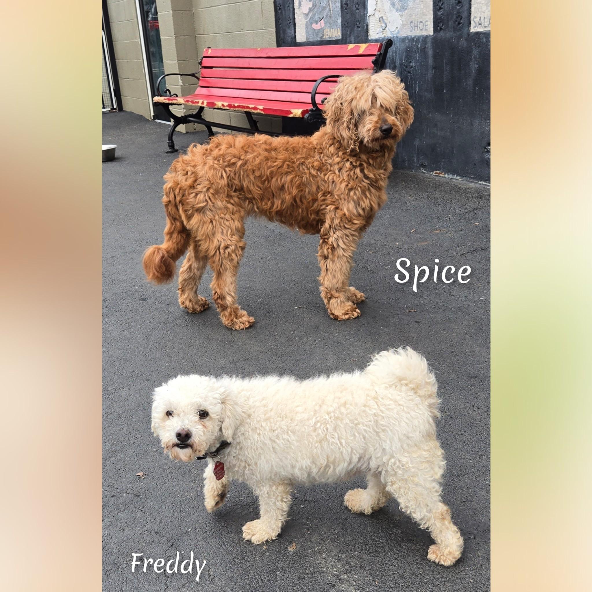 Enlarge Spice, an adoptable Goldendoodle in Fredericksburg, VA image 2/6