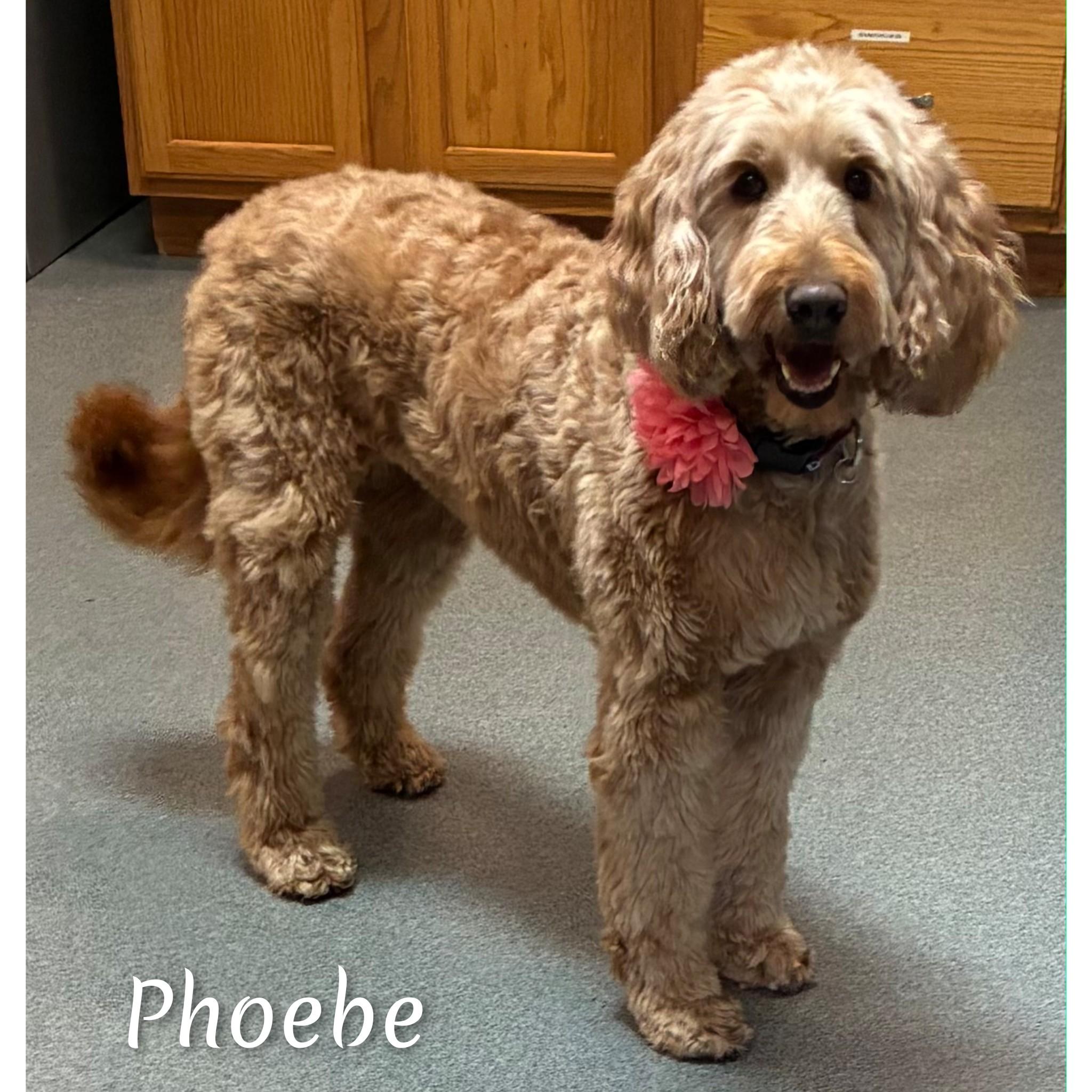 Enlarge Phoebe, an adoptable Goldendoodle in Fredericksburg, VA image 5/6
