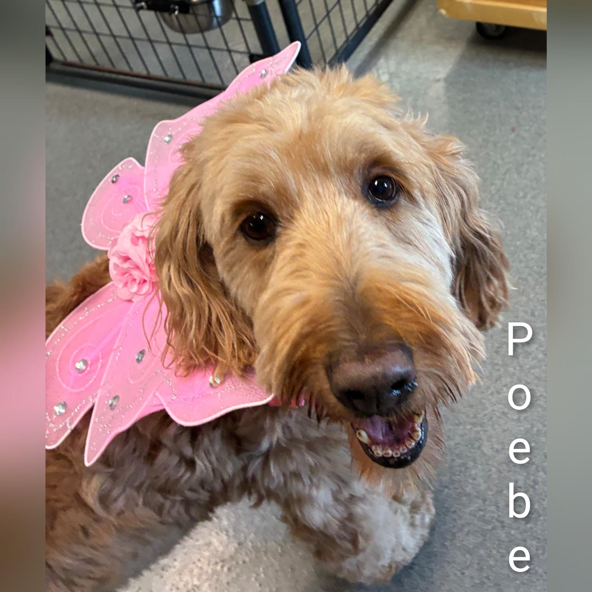 Enlarge Phoebe, an adoptable Goldendoodle in Fredericksburg, VA image 3/6