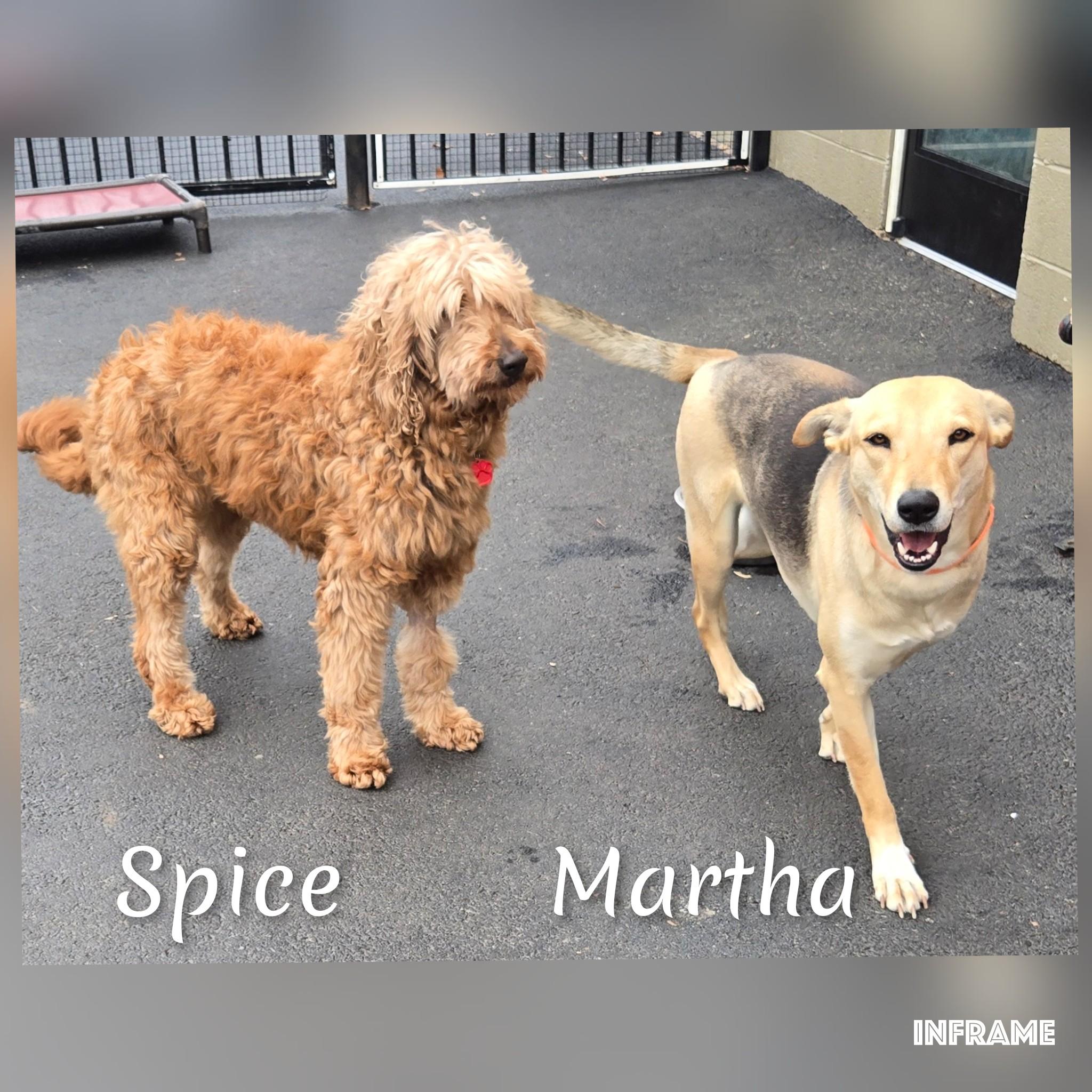 Enlarge Spice, an adoptable Goldendoodle in Fredericksburg, VA image 6/6