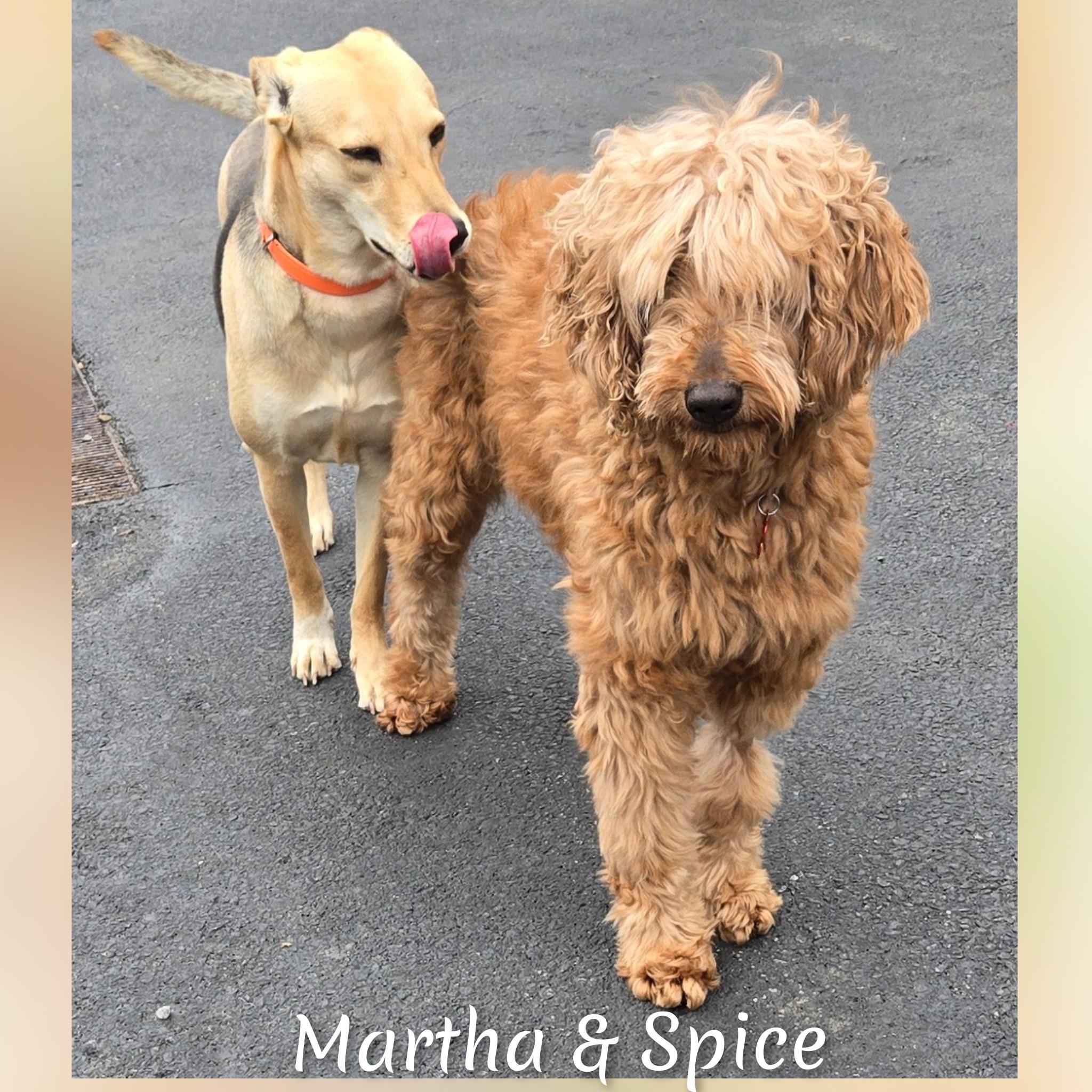 Enlarge Spice, an adoptable Goldendoodle in Fredericksburg, VA image 5/6