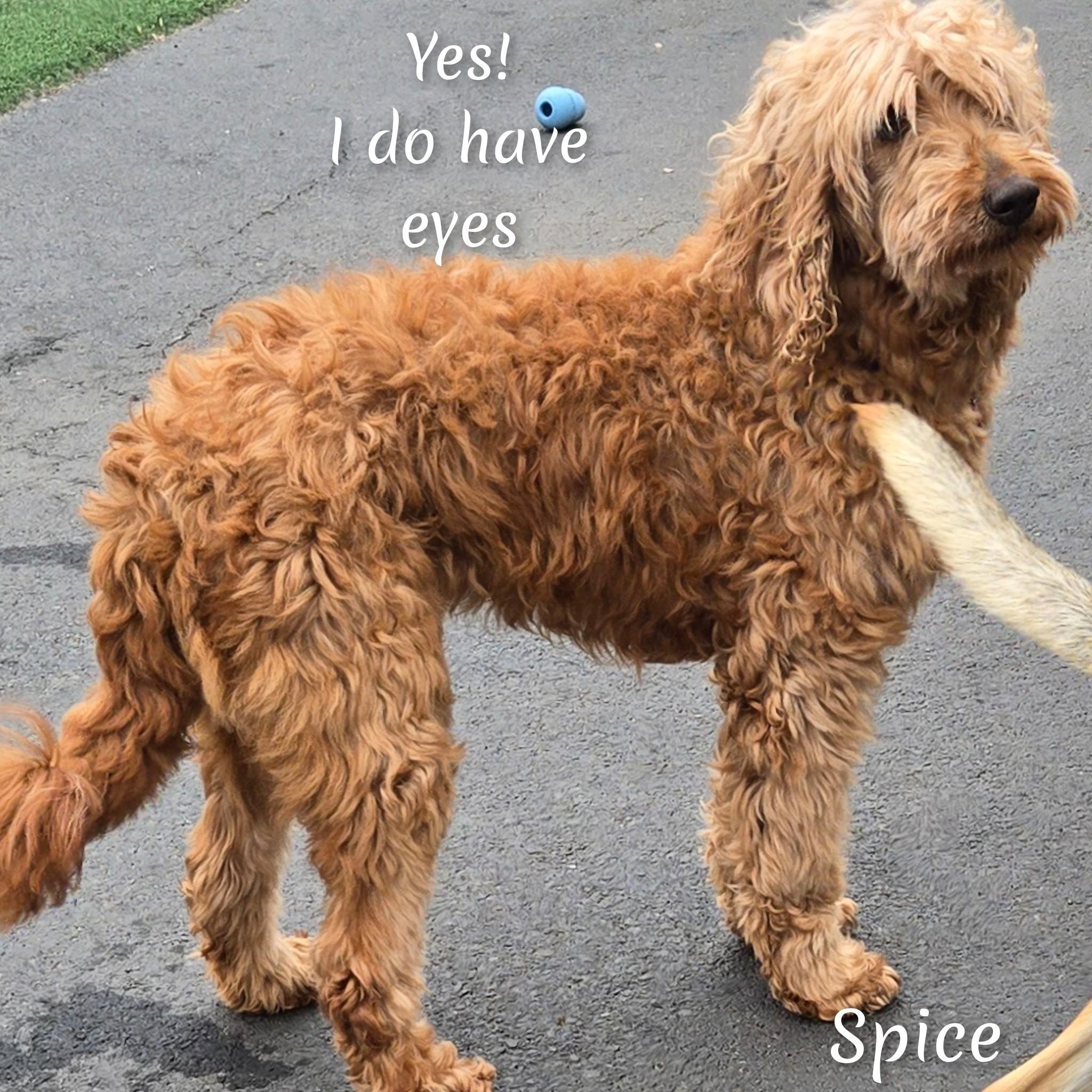 Enlarge Spice, an adoptable Goldendoodle in Fredericksburg, VA image 4/6
