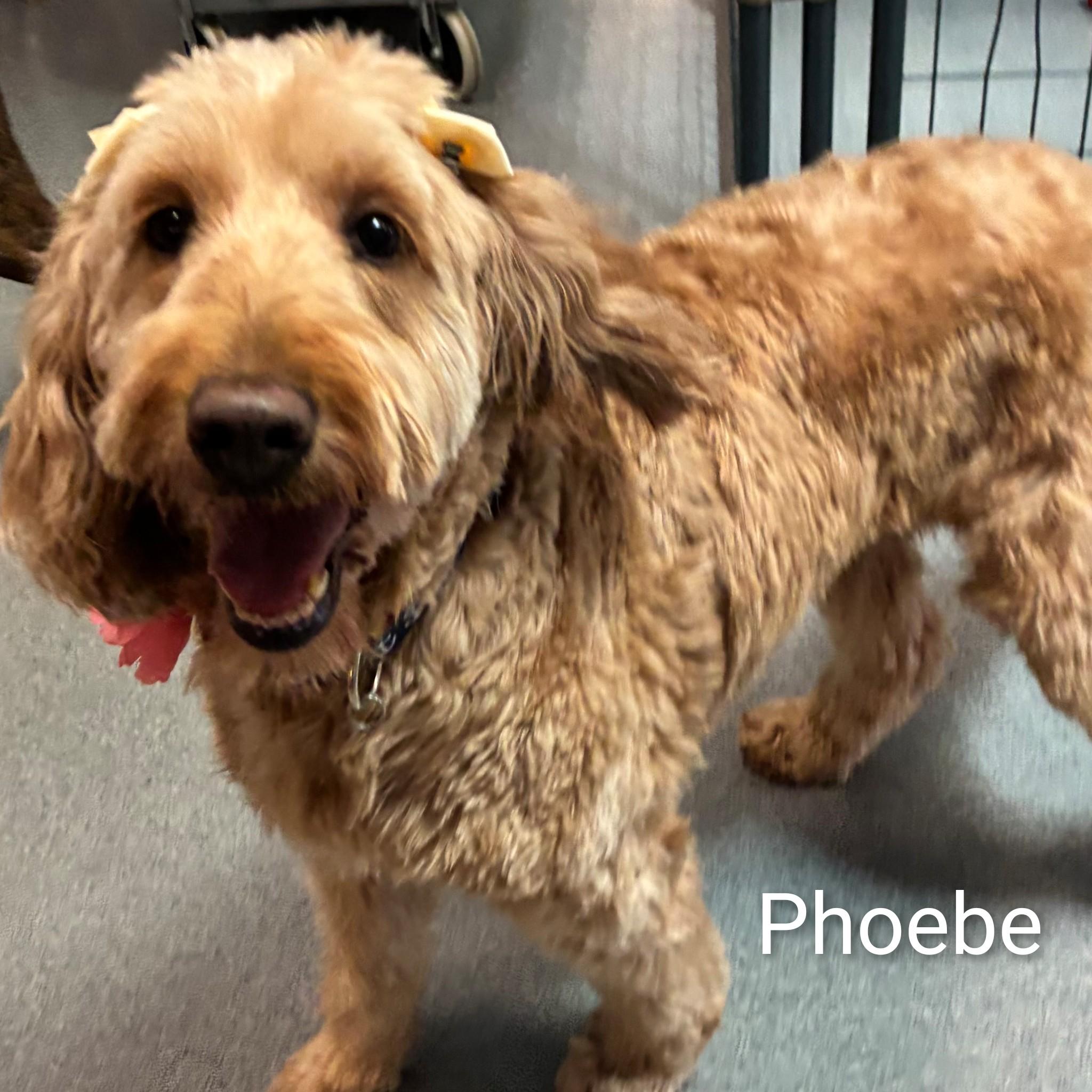 Enlarge Phoebe, an adoptable Goldendoodle in Fredericksburg, VA image 4/6