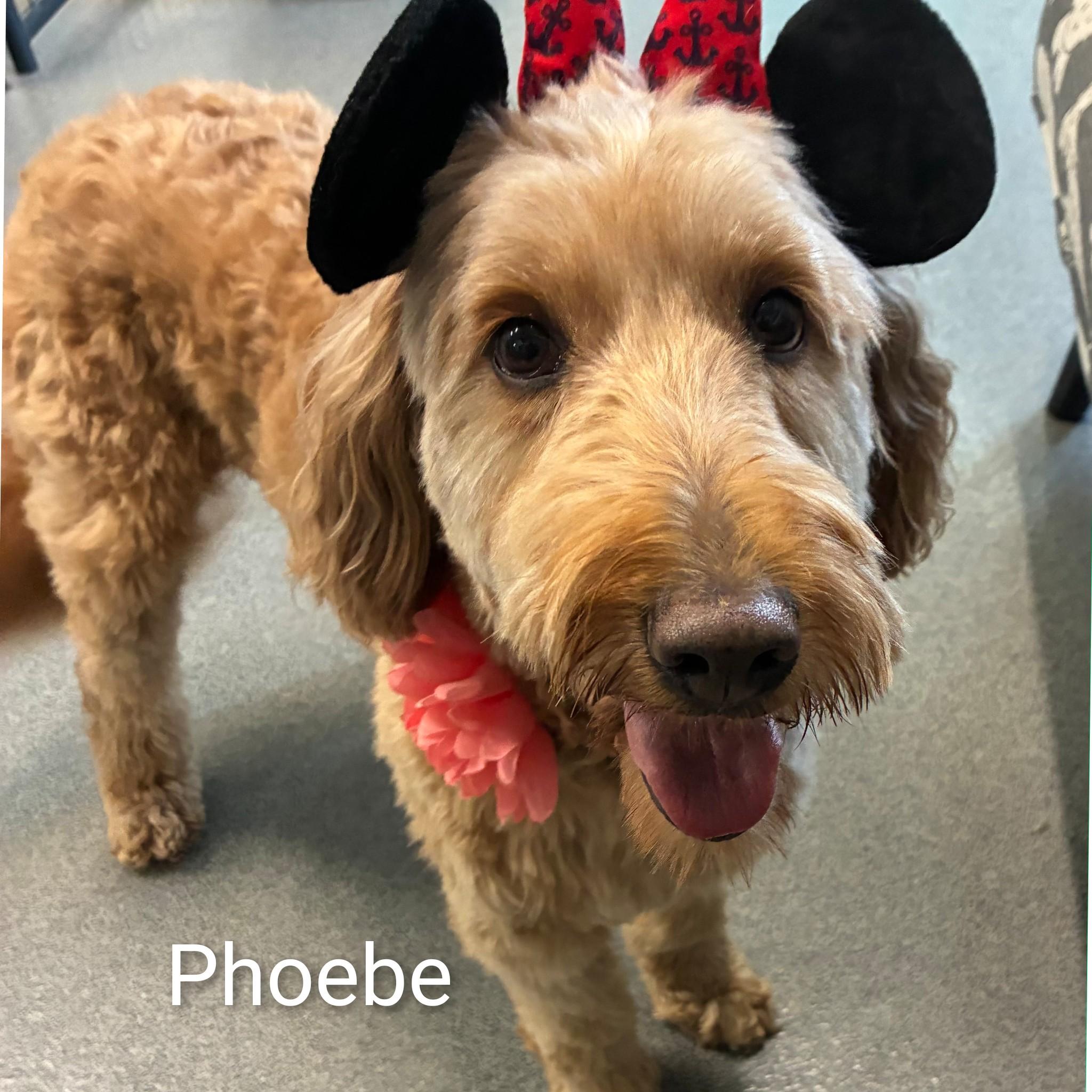 Enlarge Phoebe, an adoptable Goldendoodle in Fredericksburg, VA image 6/6