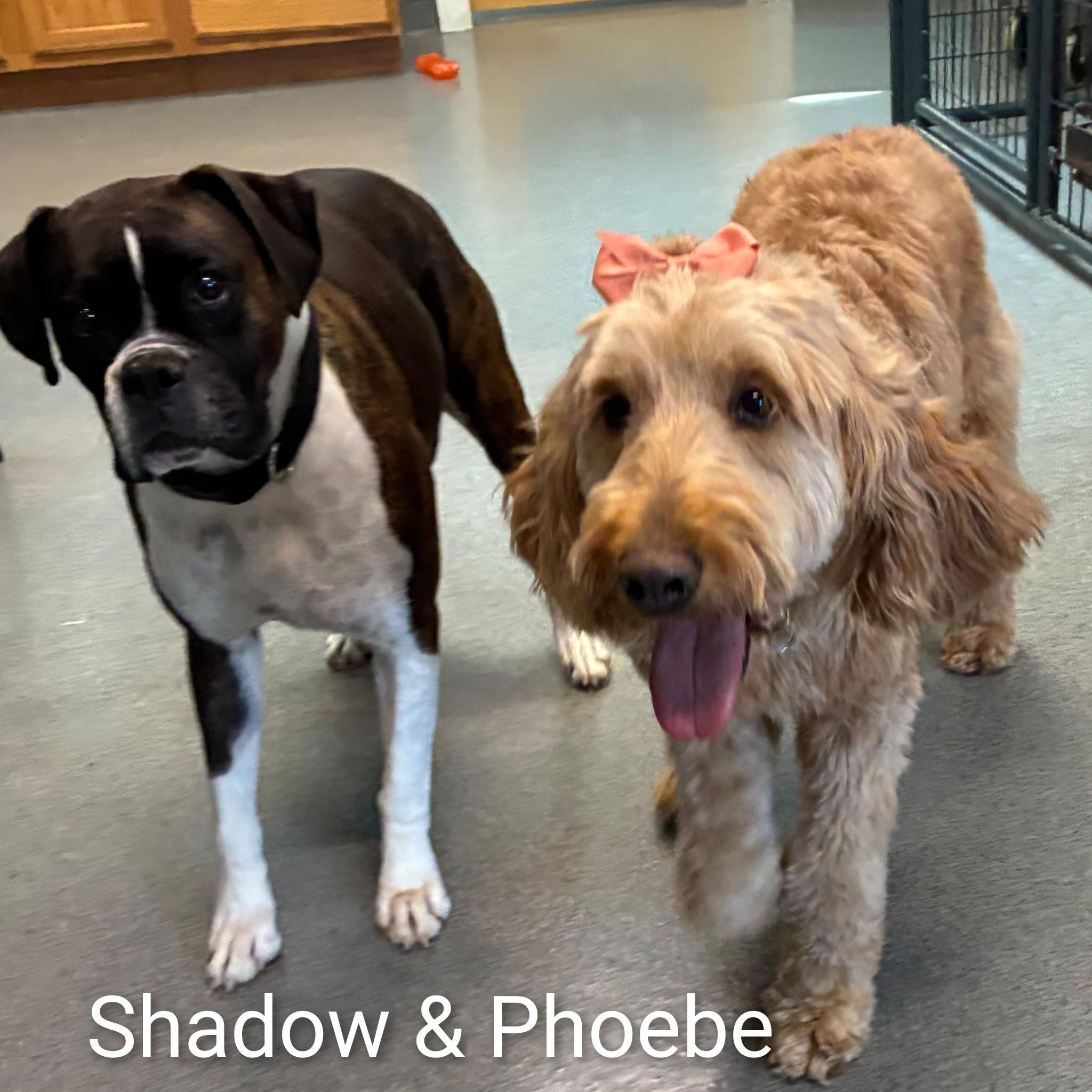 Enlarge Phoebe, an adoptable Goldendoodle in Fredericksburg, VA image 2/6