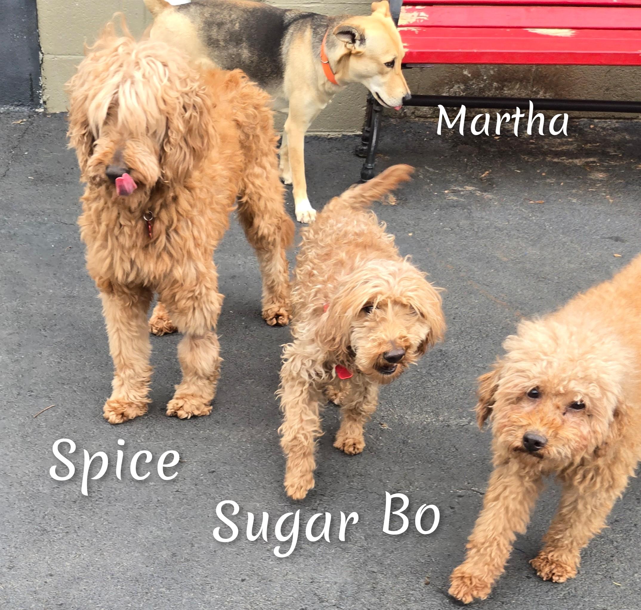 Enlarge Spice, an adoptable Goldendoodle in Fredericksburg, VA image 3/6