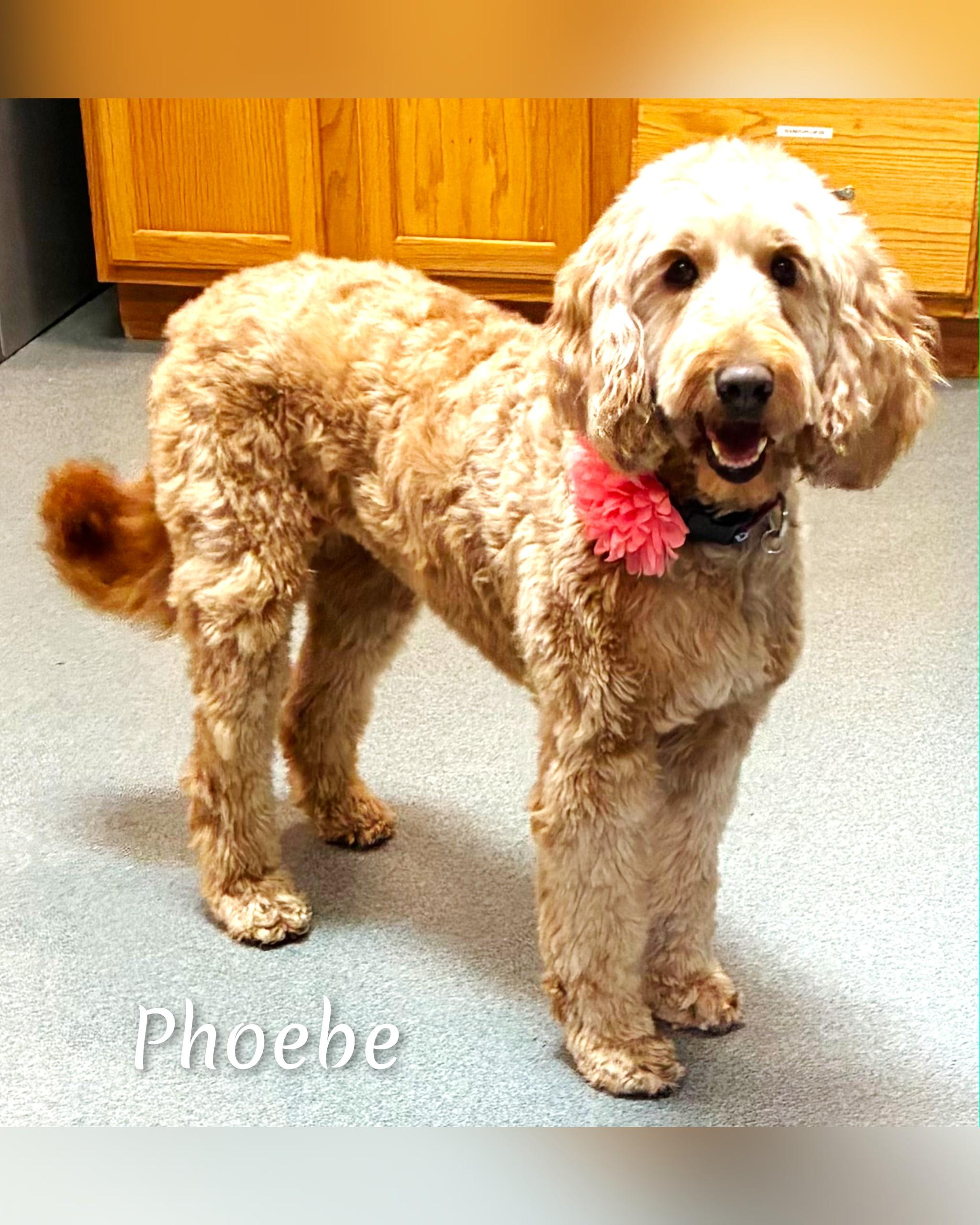 Phoebe, adoptable, Adult Female Goldendoodle.