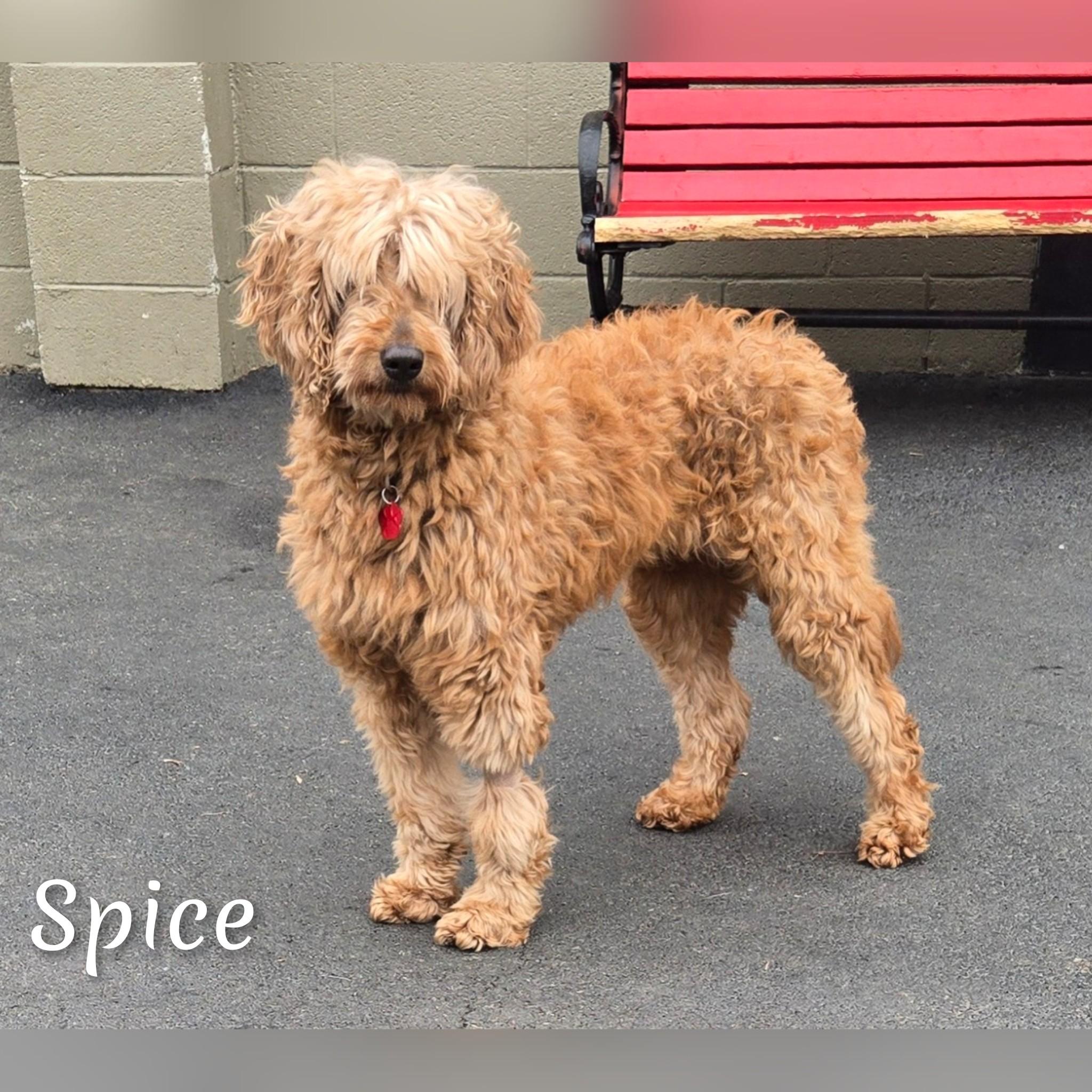 Spice, adoptable, Adult Female Goldendoodle.