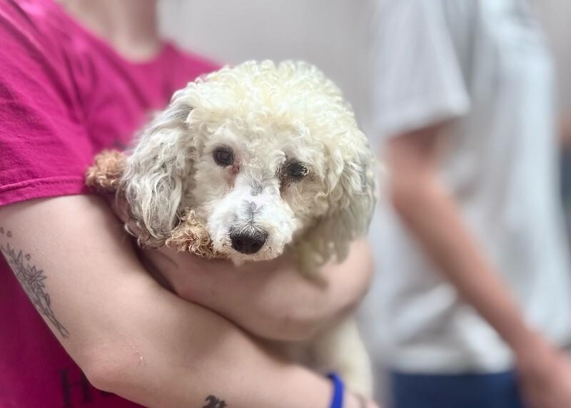 Jack, Adoptable, Adult Male Bichon Frise & Miniature Poodle.