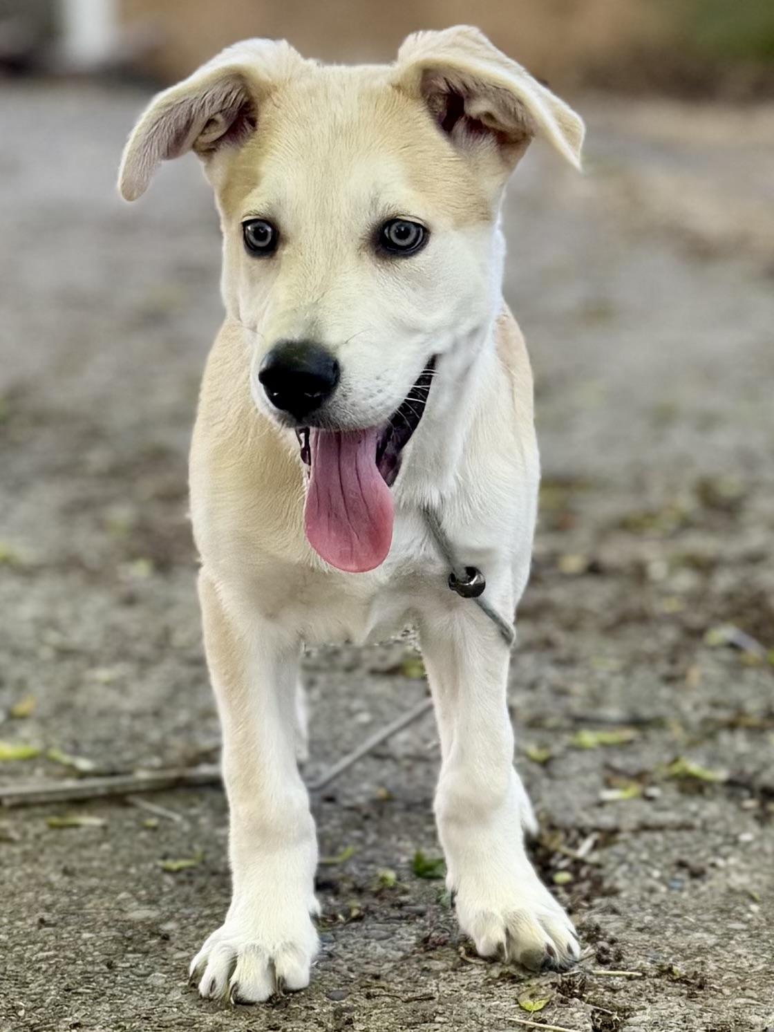Carmen, ADOPTABLE, Puppy Female Husky & Retriever.