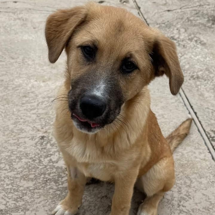 Scout, Adoptable, Puppy Male Great Pyrenees & German Shepherd Dog.