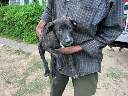 Manwich, Adoptable, Adult Male Terrier & Mixed Breed.