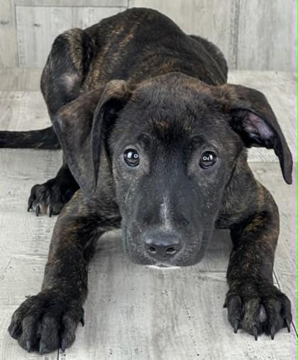 Enlarge Manwich, a Adoptable mixed breed in Shreveport, LA image 2/2