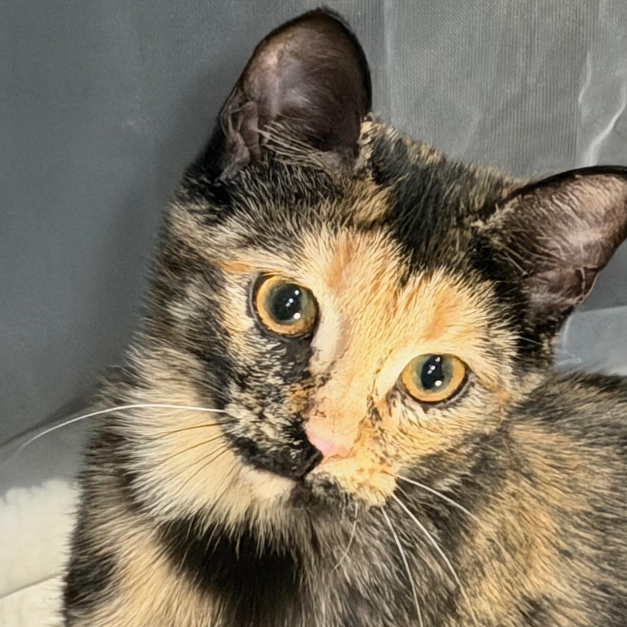 Enlarge Pumpkin, an adopted Domestic Short Hair in Johnson City, TN image 2/2