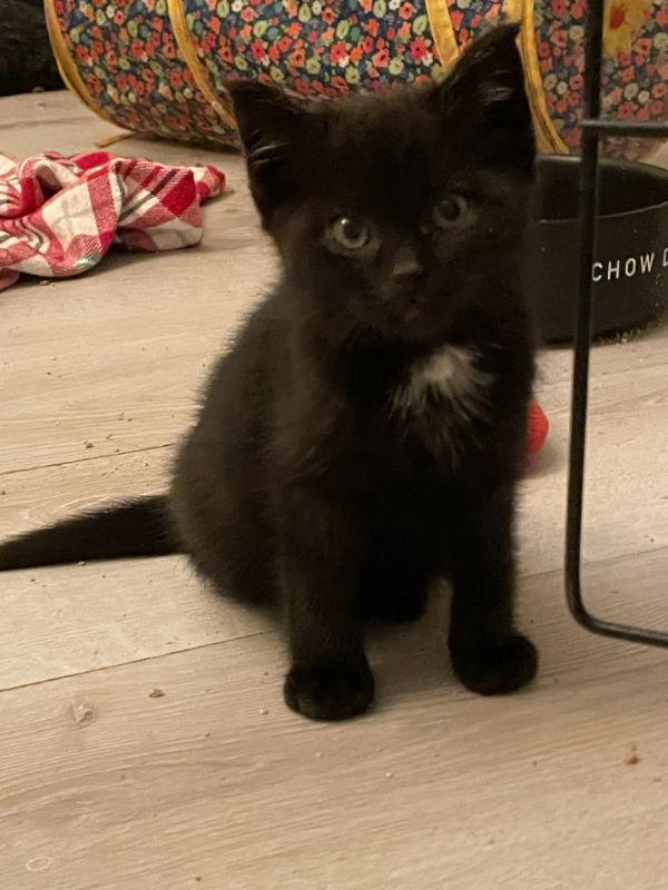 Max, Adopted, Young Male Domestic Short Hair.