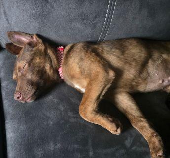 Enlarge Queenie, a ADOPTABLE Mixed Breed in Schaumburg, IL image 5/5