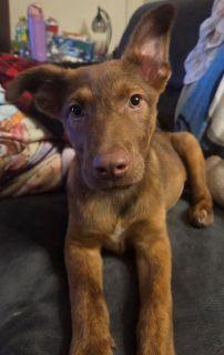 Enlarge Queenie, a ADOPTABLE Mixed Breed in Schaumburg, IL image 4/5