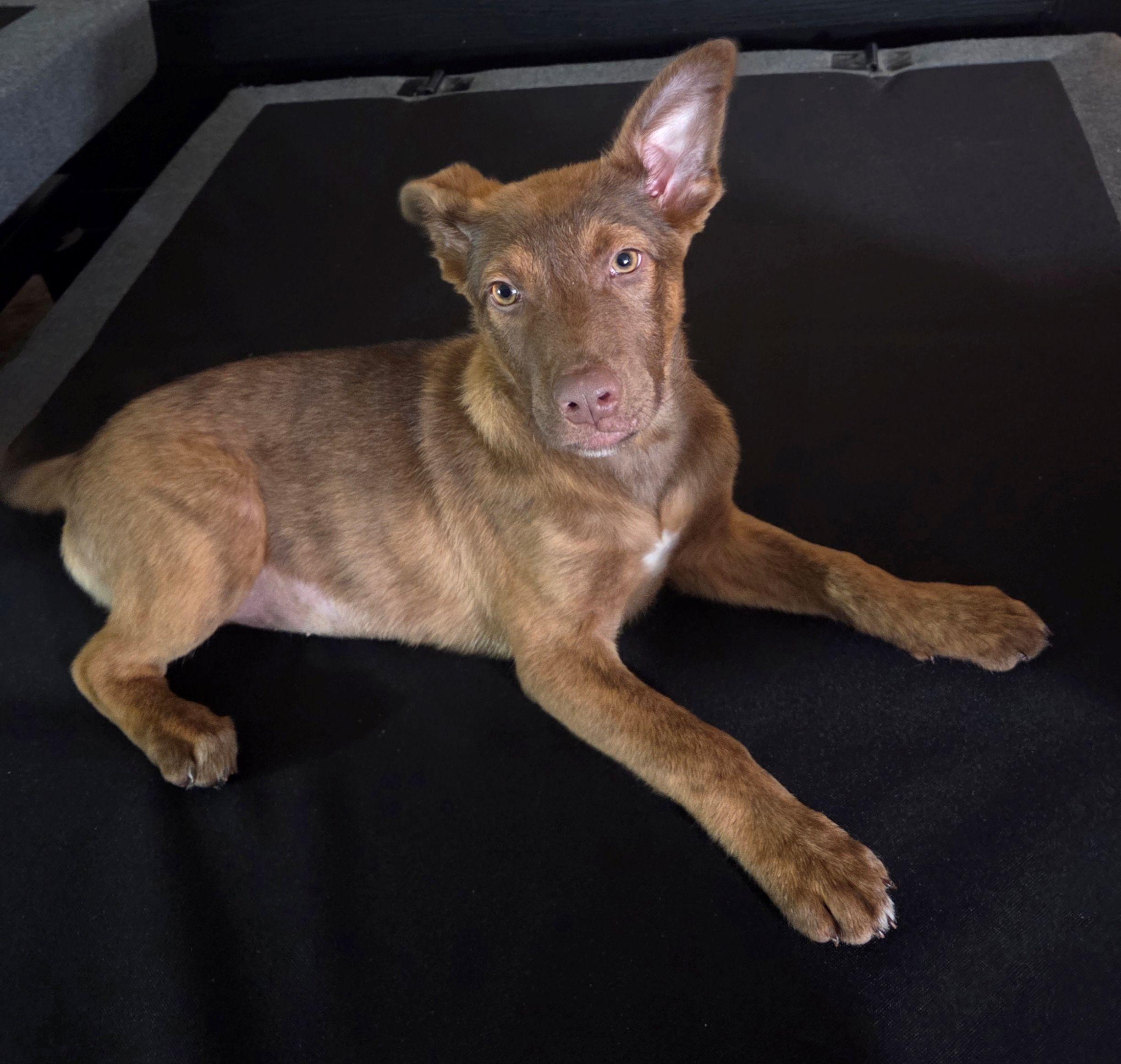 Enlarge Queenie, a ADOPTABLE Mixed Breed in Schaumburg, IL image 2/5