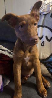 Enlarge Queenie, a ADOPTABLE Mixed Breed in Schaumburg, IL image 3/5